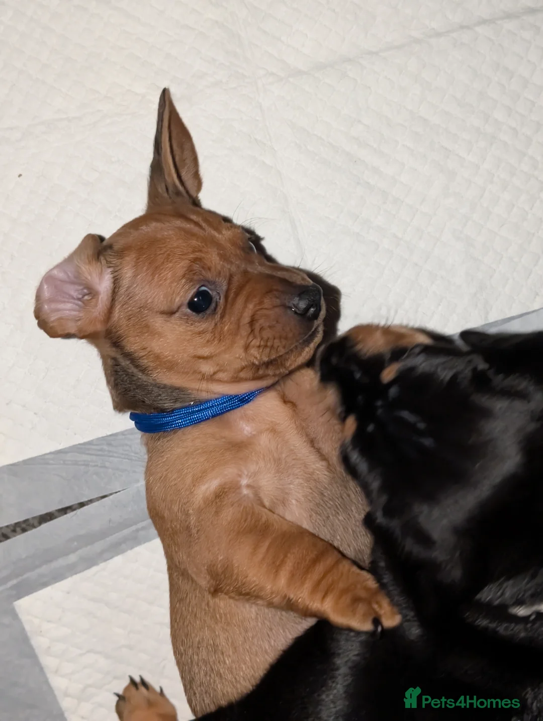 Mixed Breed dogs for sale: Dachshund cross pug puppies in Huddersfield - Advert 16