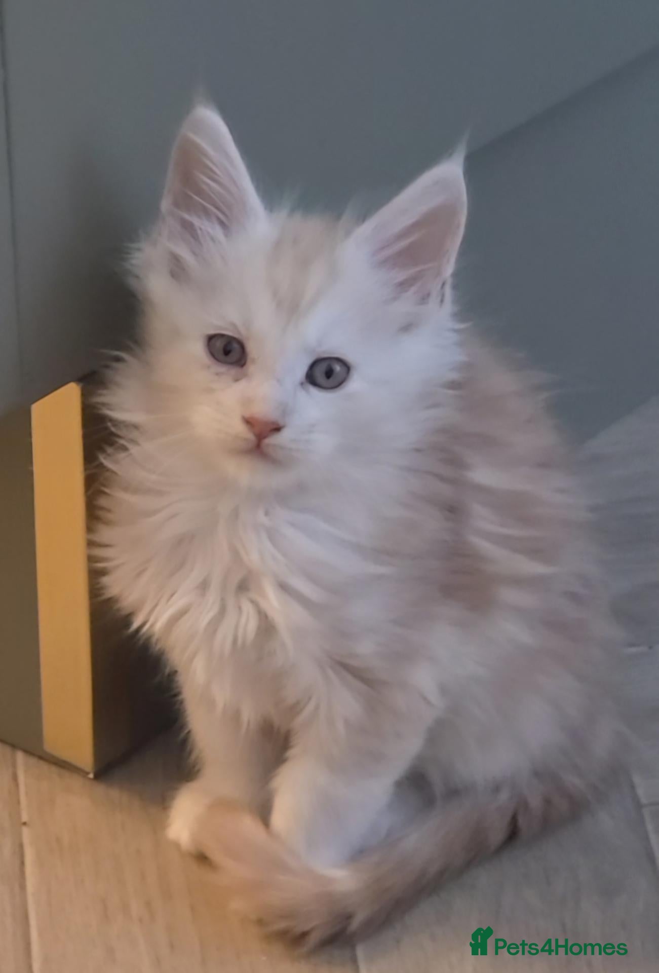 Maine Coon cats Adorable Purebred Mainecoons  - Advert 1