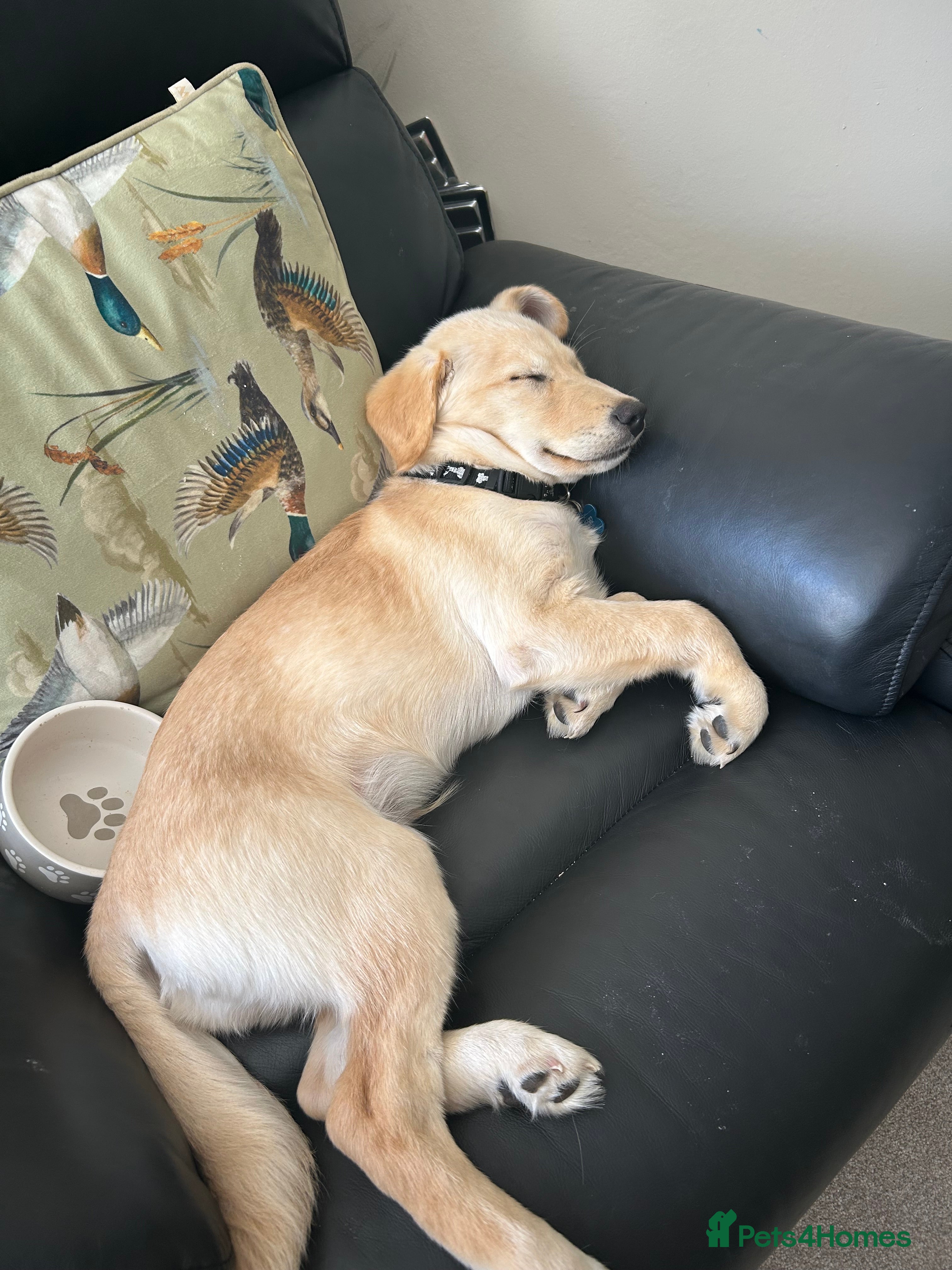 Mixed Breed dogs 1 year old male dog husky cross labordoodle  - Advert 3