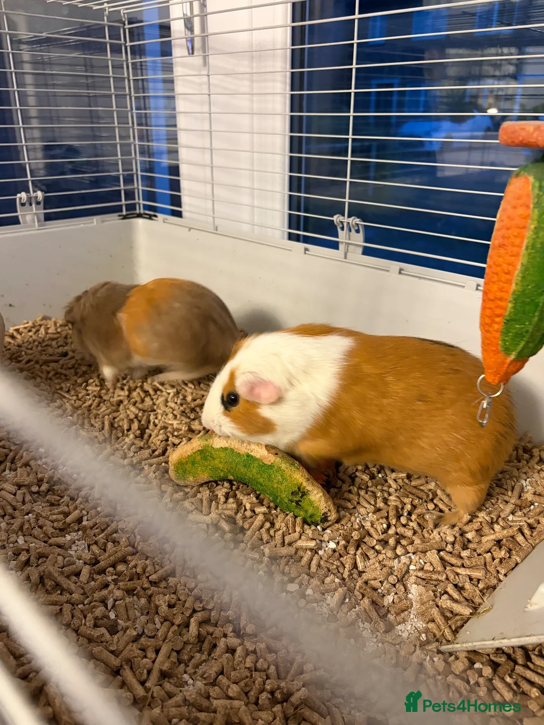 Guinea Pig rodents for sale: Dexter and Dante - Advert 15