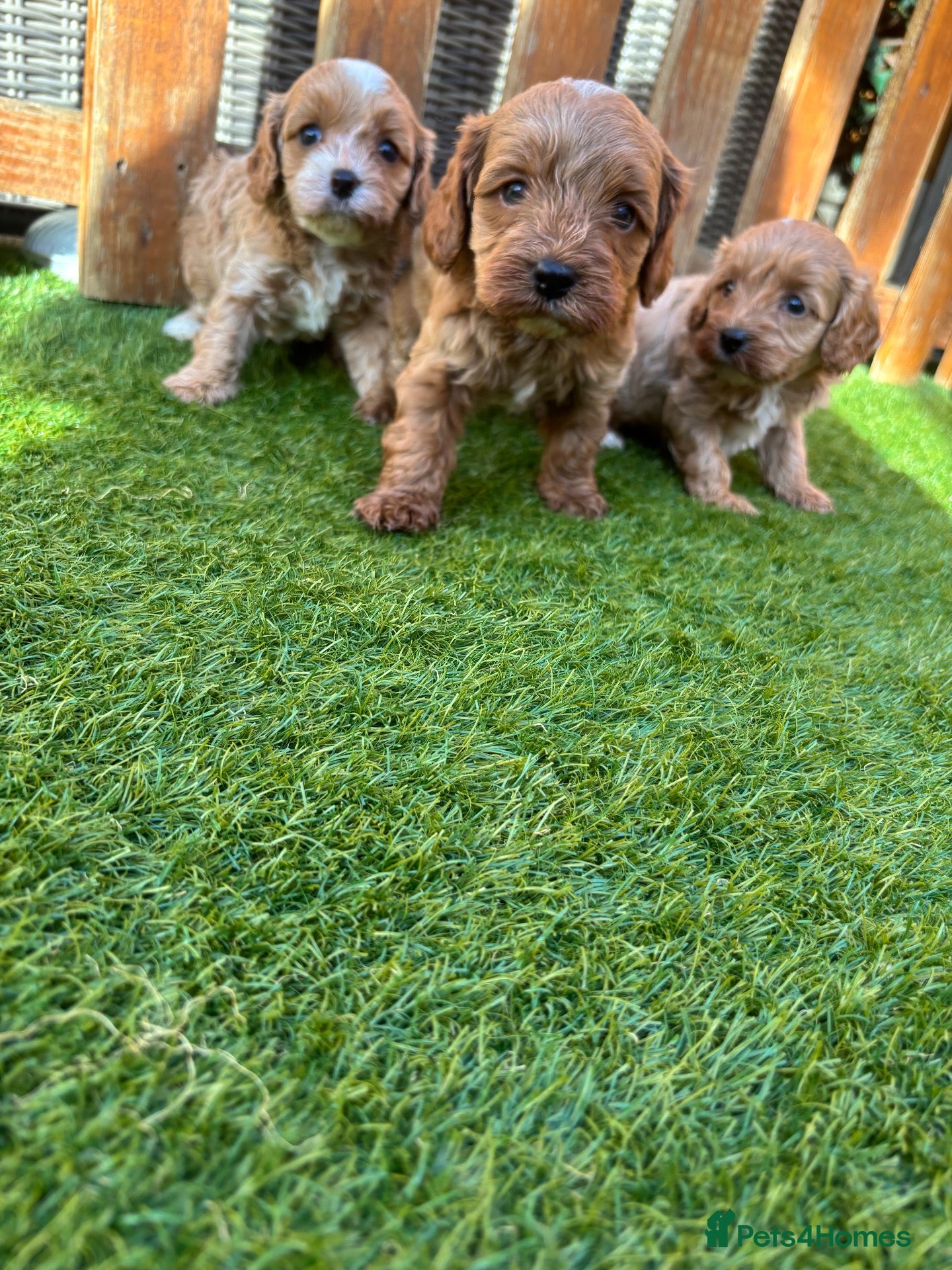 Cavapoo dogs Beautiful F1 Toy Cavapoo Puppies  - Advert 2