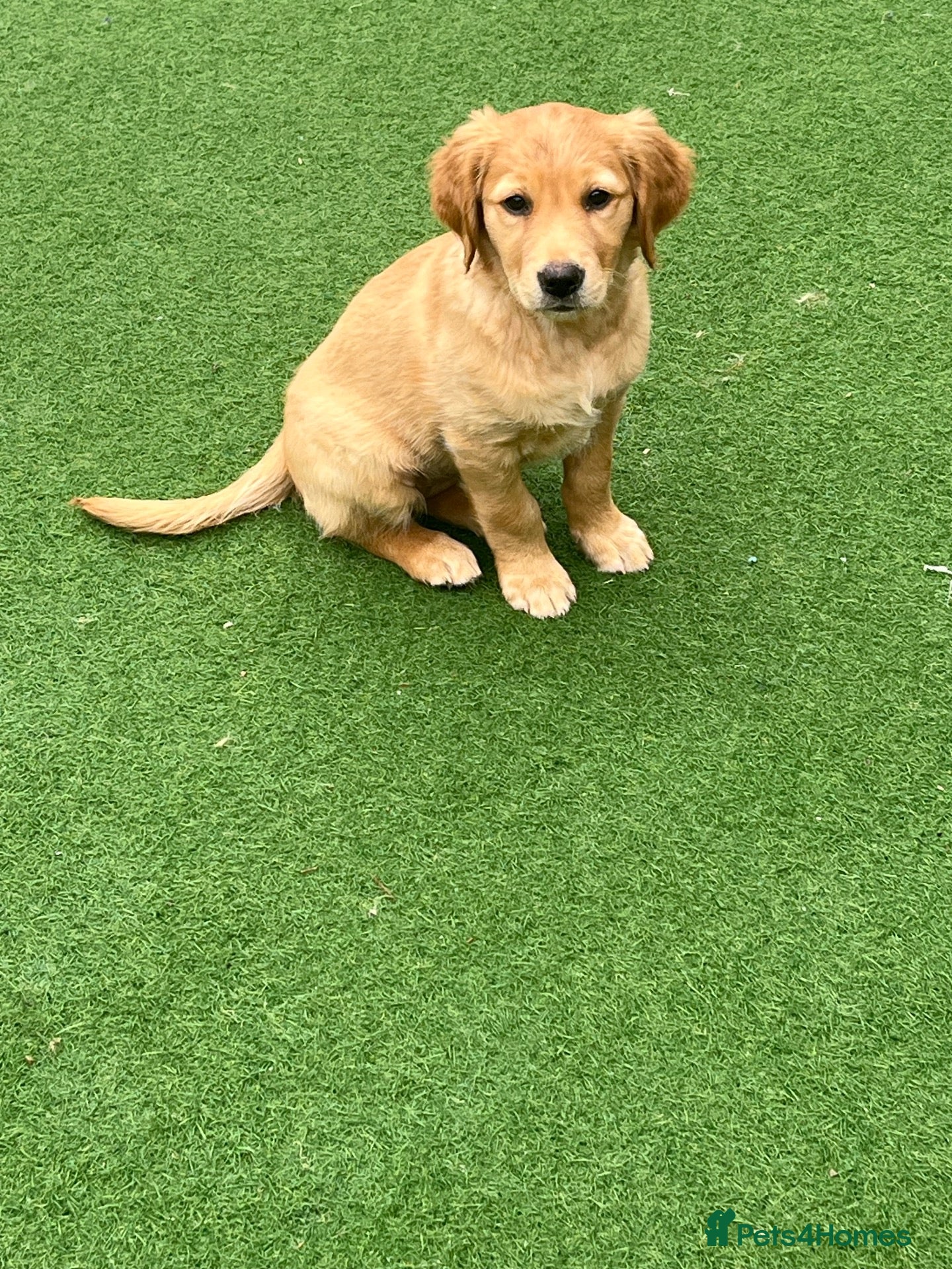 Golden Retriever dogs for sale: Final Family raised, red golden retriever puppy. - Advert 8