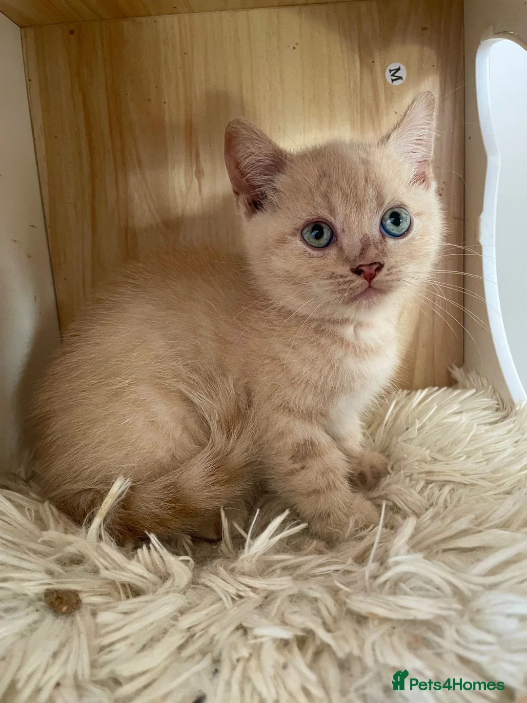 British Shorthair cats for sale: British shorthair kittens for sale  - Advert 2