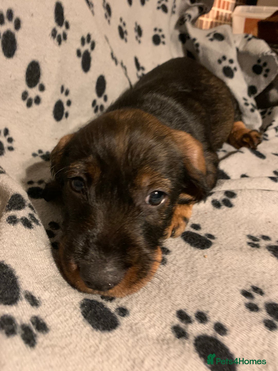 Dachshund dogs for sale: Standard wirehaired dachshund  - Advert 37