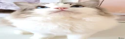 Ragdoll cats for sale: INDOOR GCCF REG 4 YEARS OLD RAGDOLL MALE CAT - Advert 8