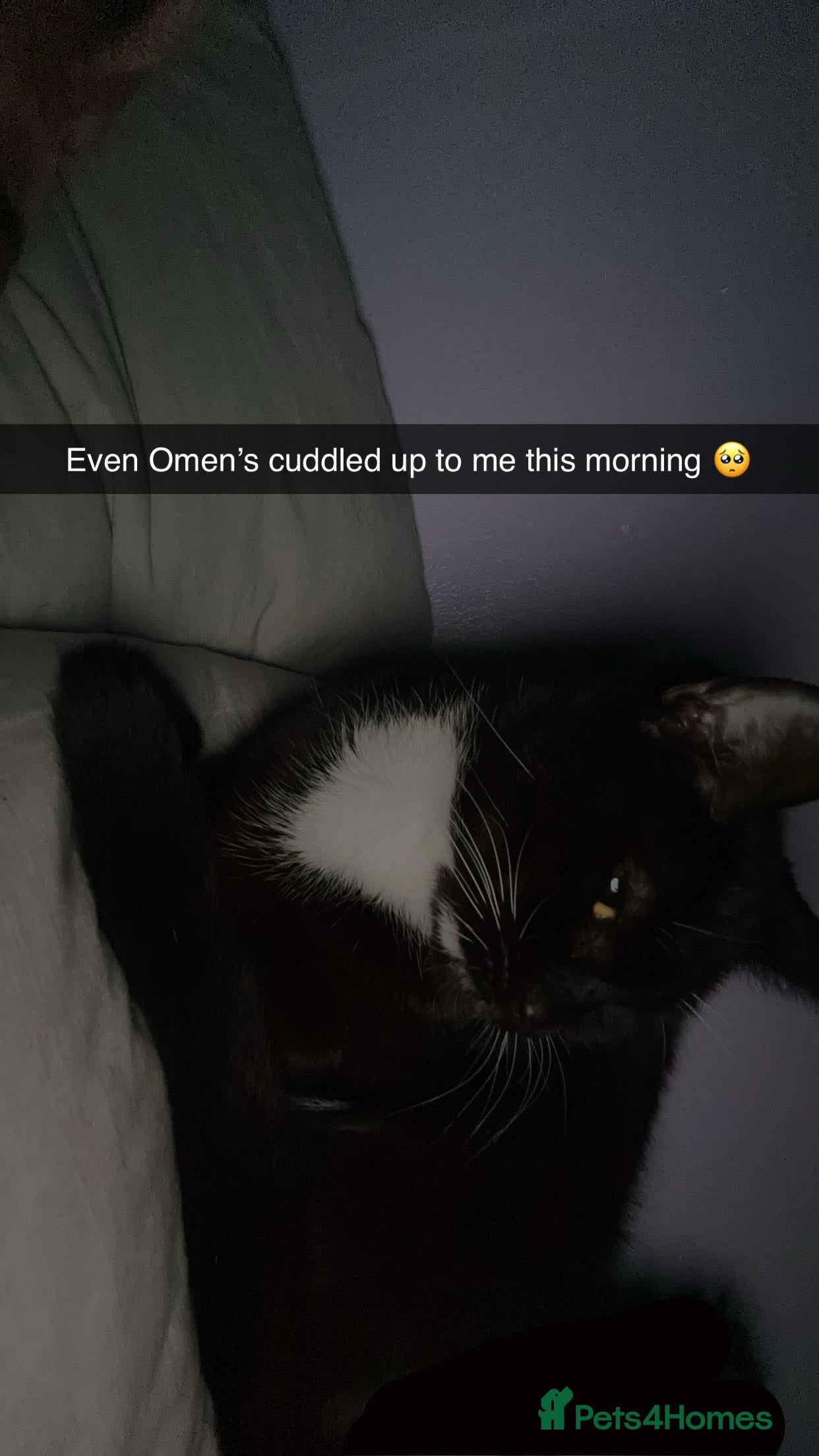 British Shorthair cats Omen  - Advert 1