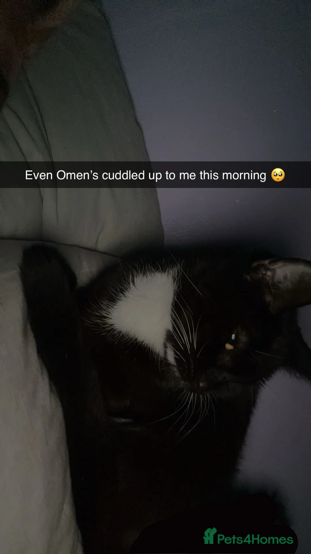 British Shorthair cats for sale: Omen  - Advert 1