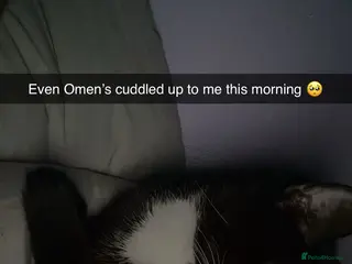 British Shorthair cats Omen - Advert 2