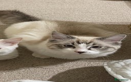 Ragdoll cats for sale: Pedigree Ragdoll kitten - Image 4