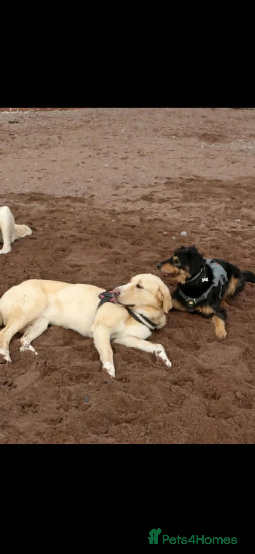 Mixed Breed dogs for adoption: Meet rex 😍  in Hengoed - Advert 4