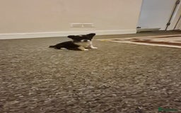 Chihuahua dogs for sale: Small chihuahua puppies  - Advert 9