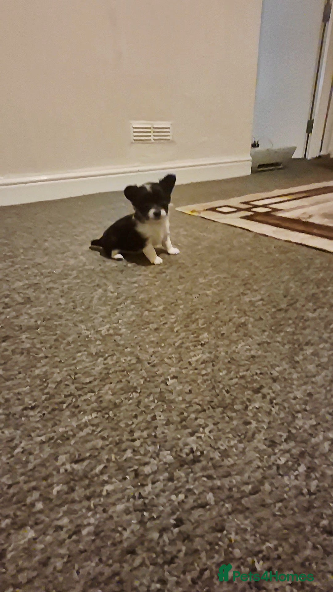 Chihuahua dogs for sale: Small chihuahua puppies  - Advert 9