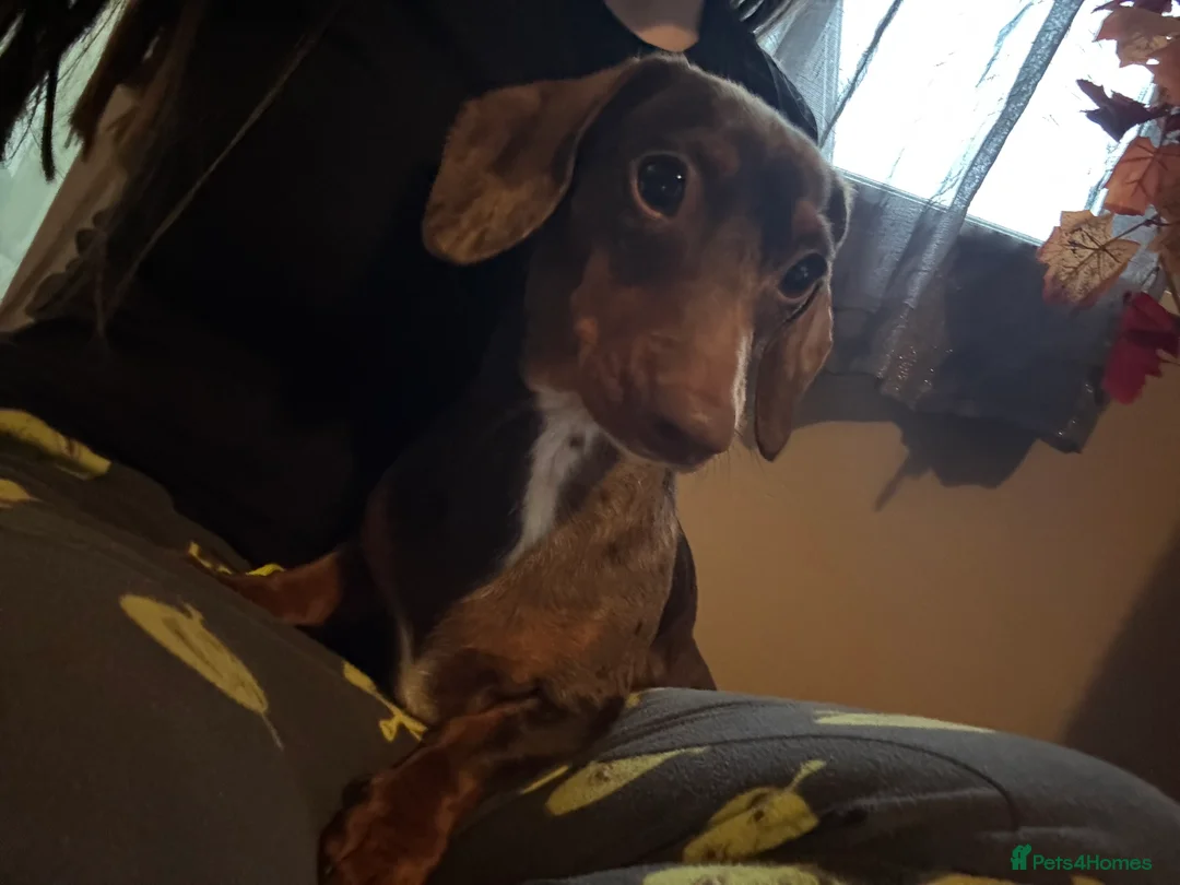 Miniature Dachshund dogs for sale: Miniature Dachshund For Sale - Advert 4