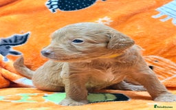 Mini Goldendoodle dogs for sale: 🐾🐾Mini golden doodles out of therapy asst momma - Image 2