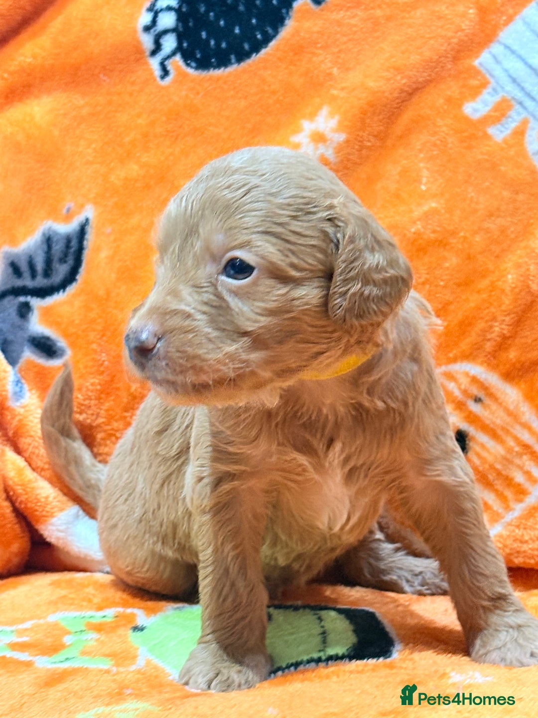 Mini Goldendoodle dogs for sale: 🐾🐾Mini golden doodles out of therapy asst momma - Image 2