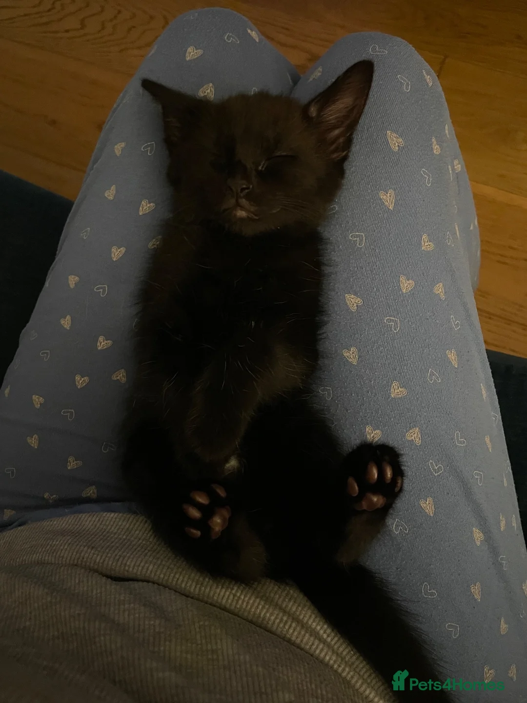 Mixed Breed cats for sale: Mixed Kittens - Advert 13
