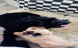 Mixed Breed dogs for sale: Beautiful Sproodle puppies stunning  - Image 28