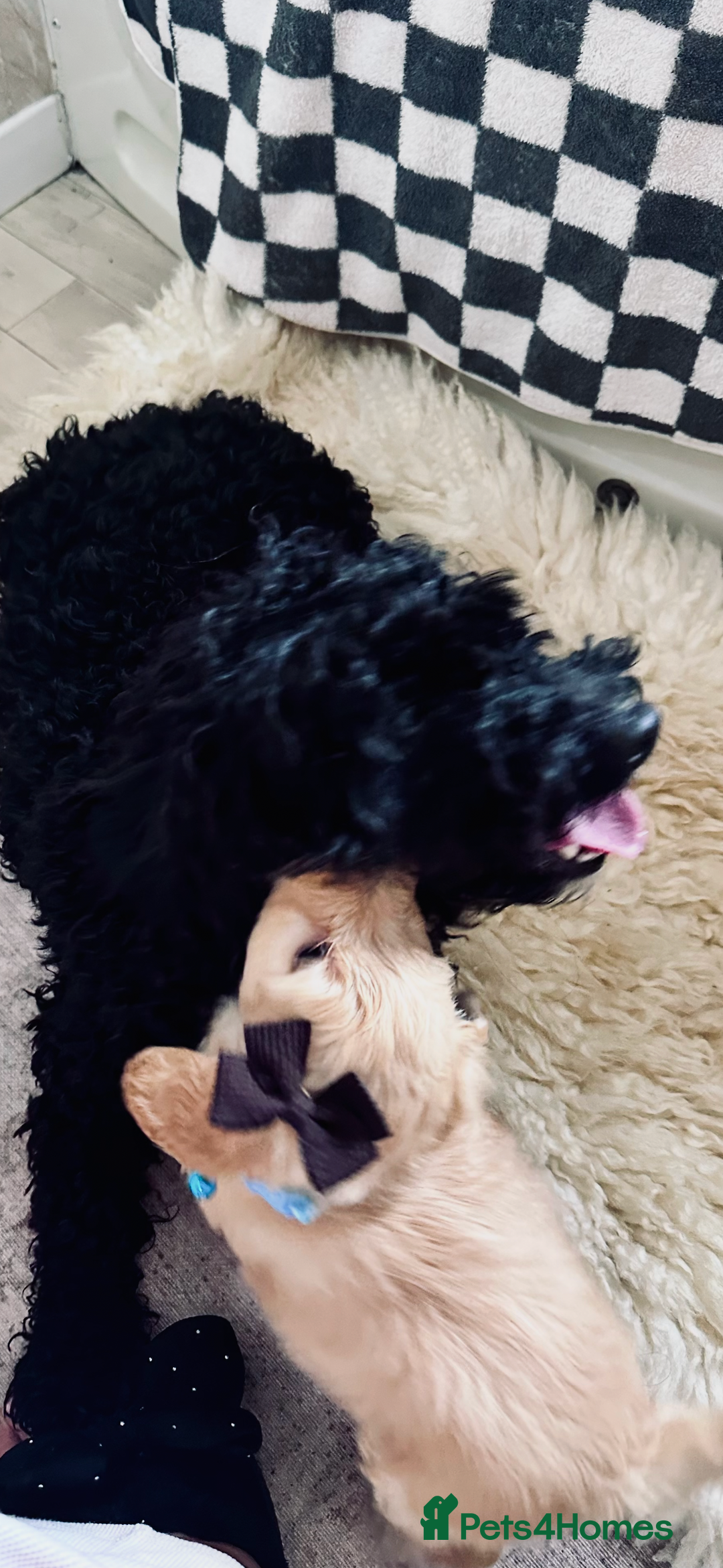 Mixed Breed dogs for sale: Beautiful Sproodle puppies stunning  - Image 28