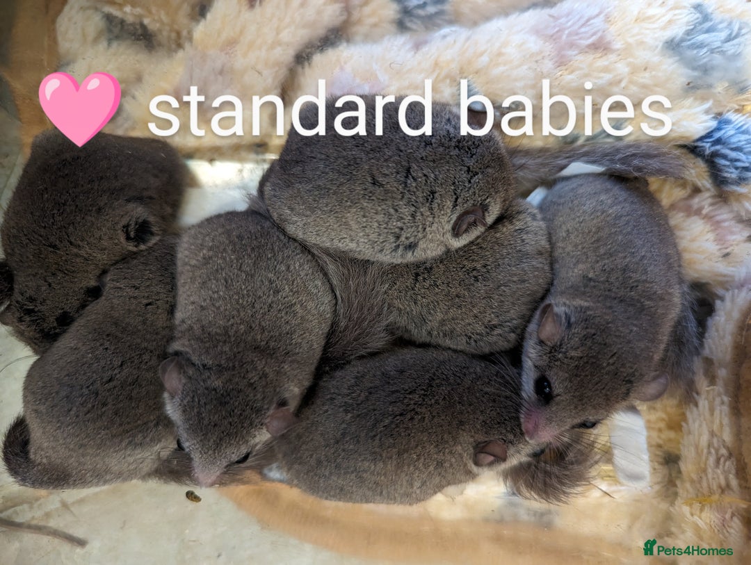 Mouse rodents for sale: Pieds and browns African pygmy dormice!!   - Image 6