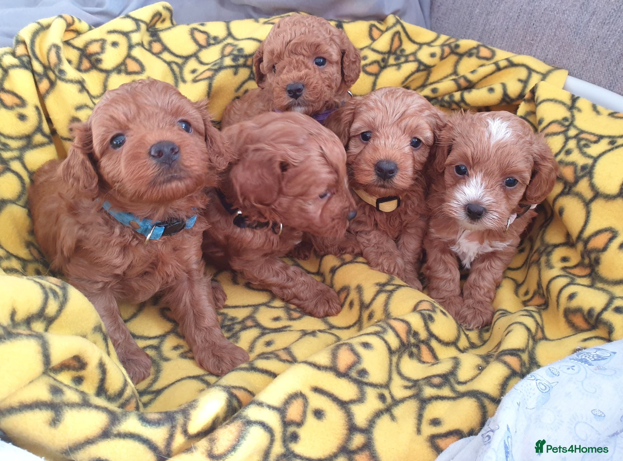 Mixed Breed dogs F1bb Cotonoodle, health tested parents red/apricot - Advert 1