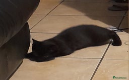 British Shorthair cats for sale: British shorthair kittens  - Image 1