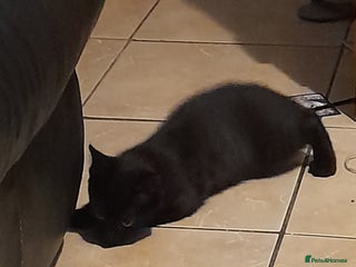 British Shorthair cats - Advert 12