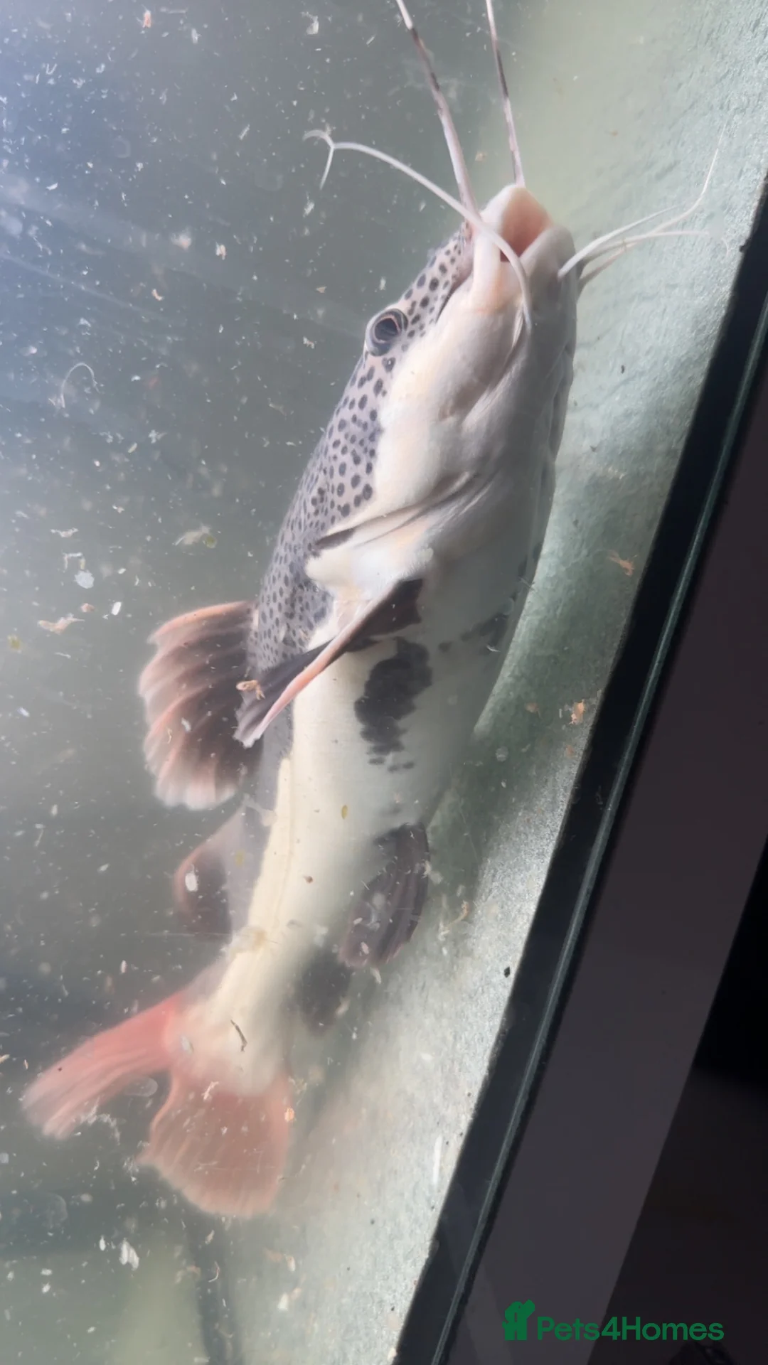 Catfish fish for sale: Red tail catfish  in Crewe - Advert 3