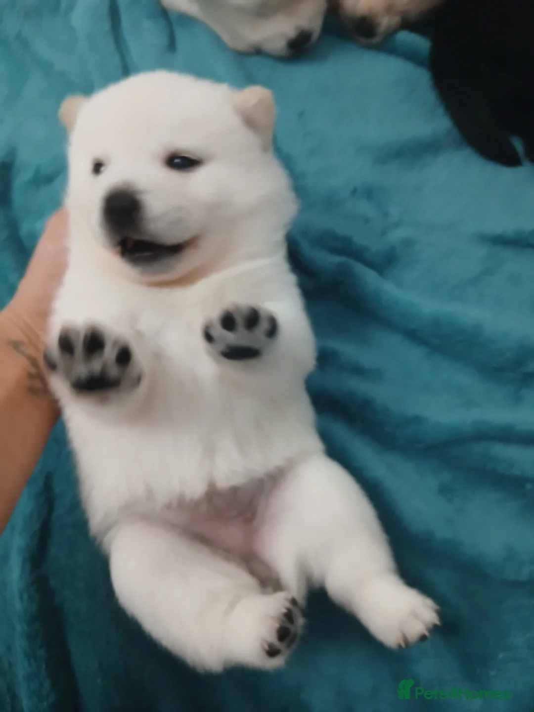 Mixed Breed dogs for sale: 5 stunning hybrid chowskis pups - Advert 7