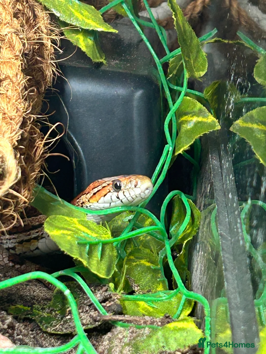 Corn Snake reptiles for sale: Beautiful Corn Snake in Stroud - Advert 2