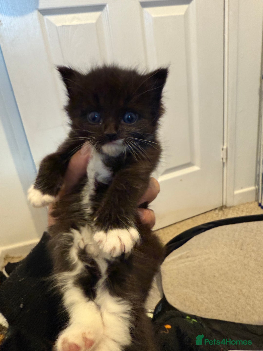 American Curl cats for sale: 4 littens - Image 6