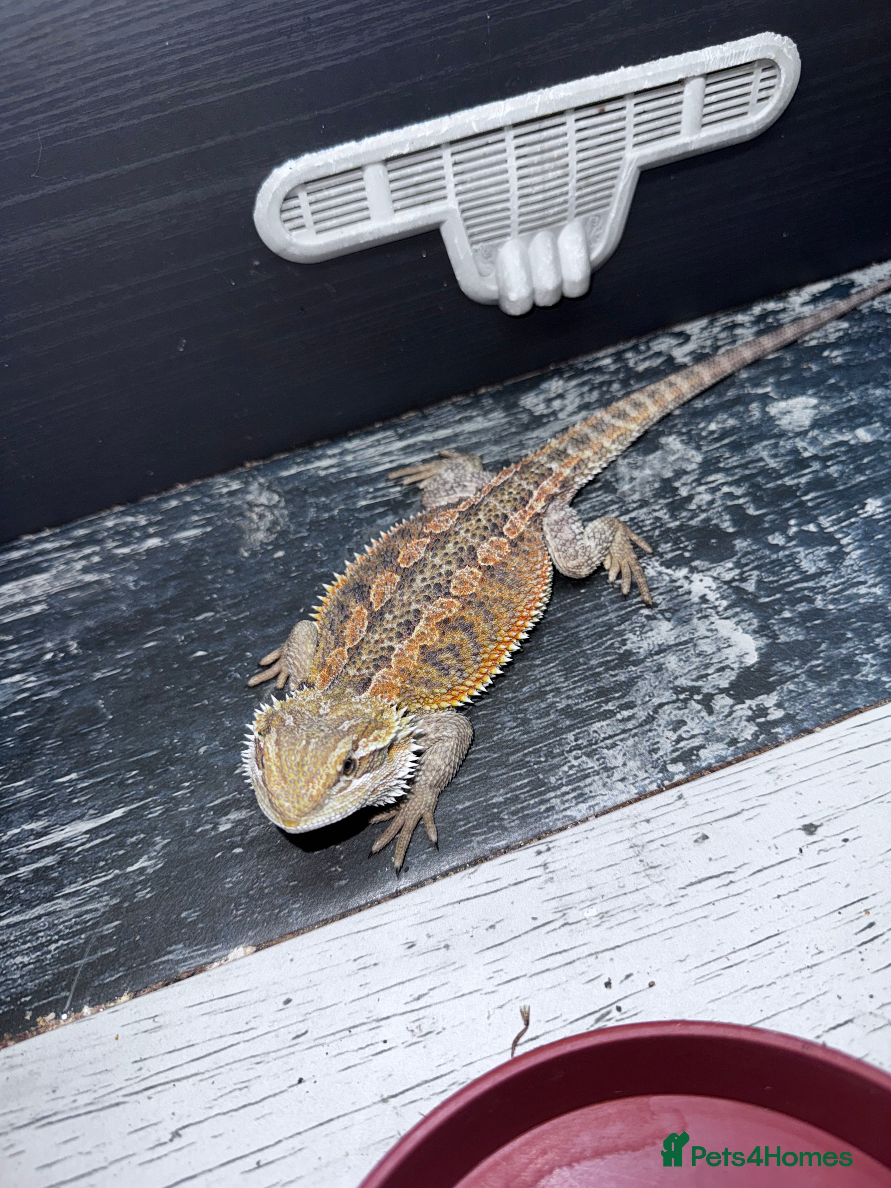 Bearded Dragon reptiles Bearded dragons babies&amp;adults possible full setup - Advert 4