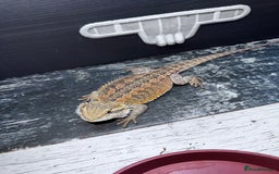Bearded Dragon reptiles for sale: Bearded dragons babies&adults possible full setup - Advert 1