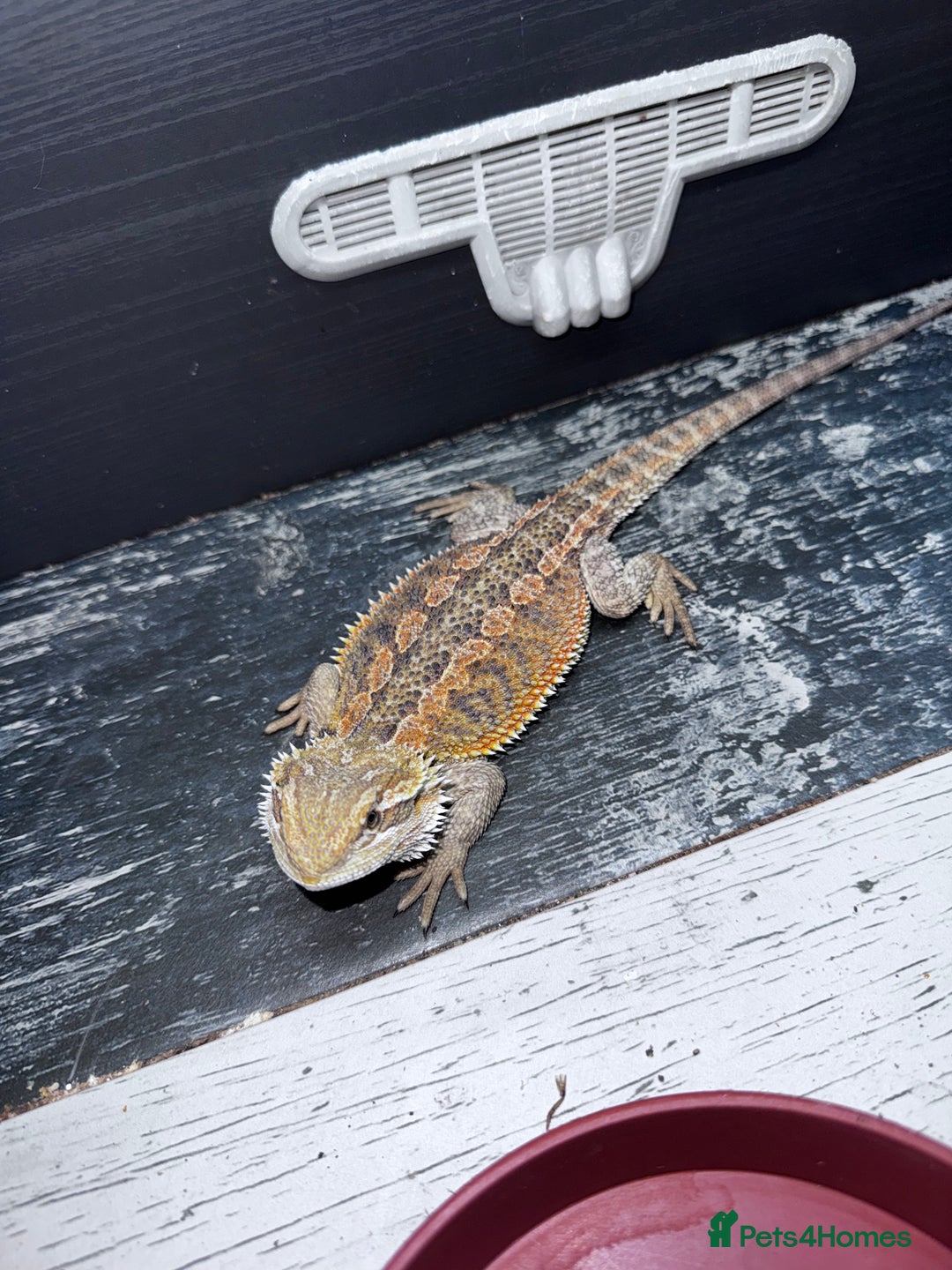 Bearded Dragon reptiles for sale: Bearded dragons babies&adults possible full setup - Advert 1