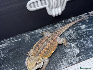 Bearded Dragon reptiles Bearded dragons babies&adults possible full setup - Advert 3