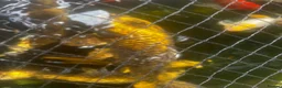 Pond Fish fish for sale: carp & goldfish  - Advert 8