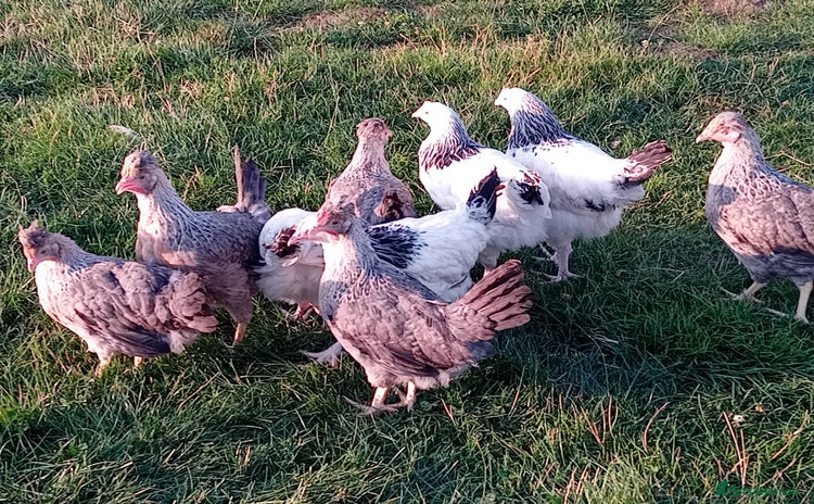 Chickens poultry - Advert 8