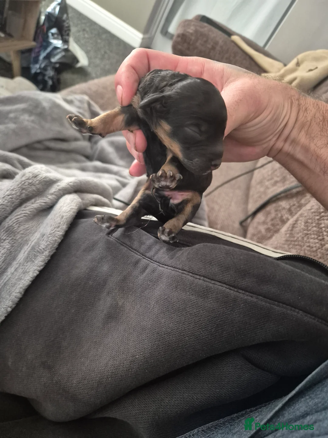 Cockapoo dogs for sale: 5 F2 Cockapoo male pups for sale - Advert 2