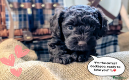 Cockapoo dogs for sale: 5 males, 7 week old Cockerpoo for sale  - Image 12