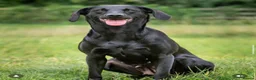 Labrador Retriever dogs for sale: Labrador puppies  - Advert 4