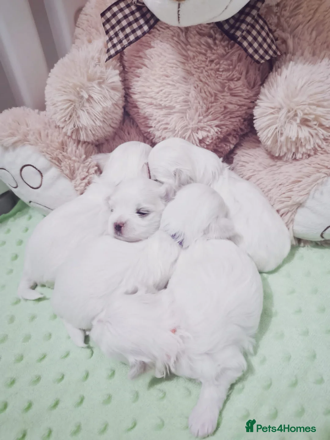 Maltese dogs for stud: STUNNING 💎DIAMOND💎 OPEN AT STUD HEALTH TESTED in Grays - Advert 6