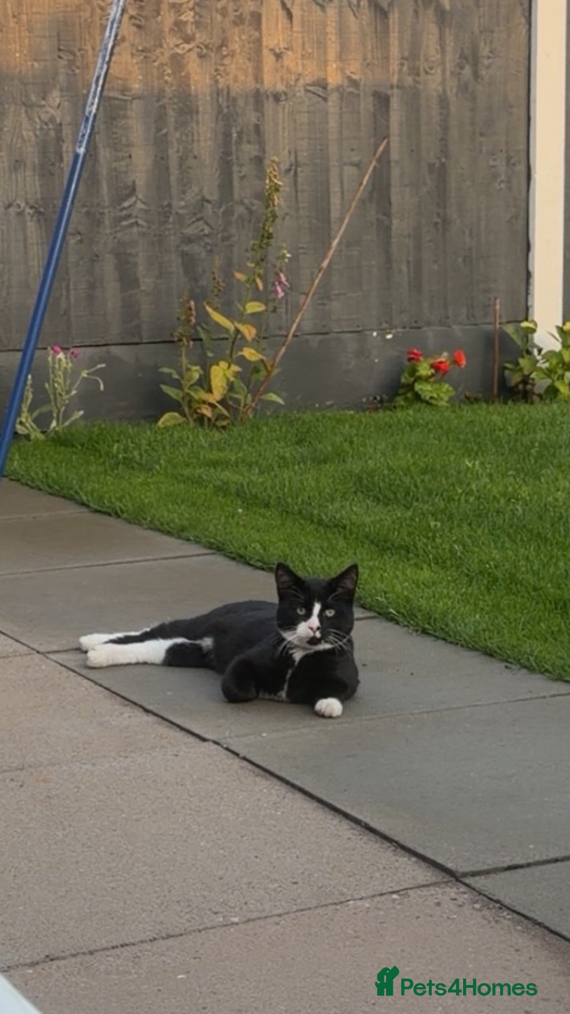 Mixed Breed cats Black and white kitten for sale  - Advert 2