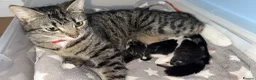 Mixed Breed cats for sale: Looking for loving homes for 6 adorable kittens - Advert 1