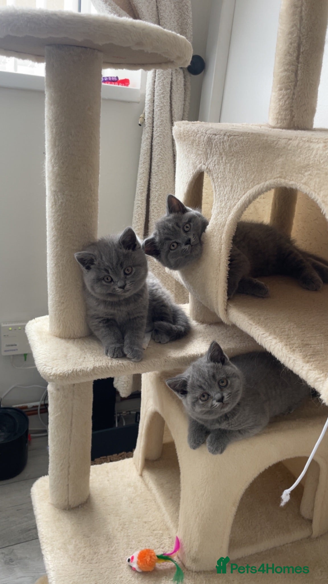 British Shorthair cats  GCCF British shorthairs!  - Advert 1
