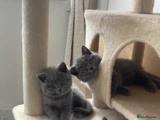 British Shorthair cats GCCF British shorthairs! - Advert 1