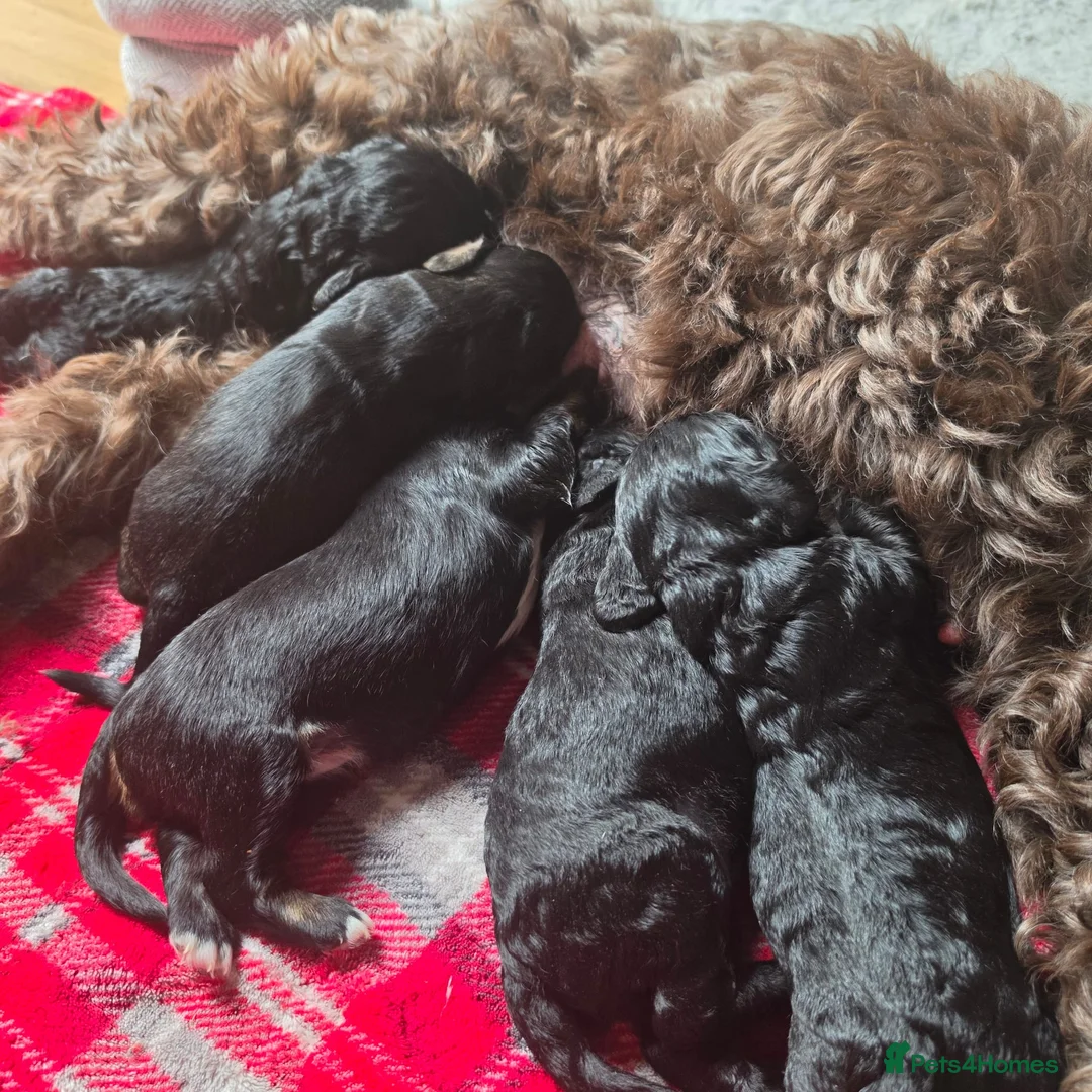 Mixed Breed dogs for sale: Two black haired male puppies in Bideford - Advert 2