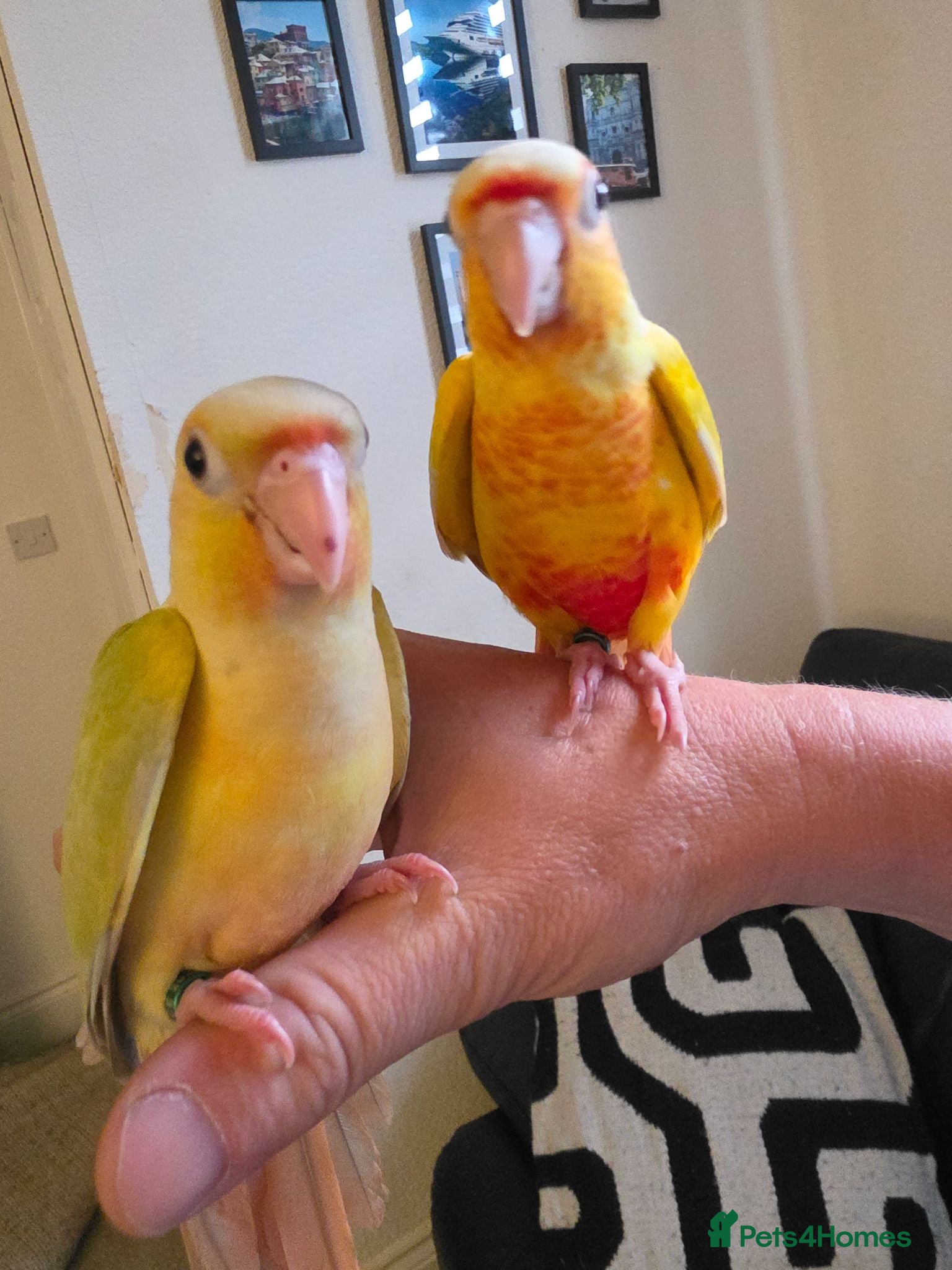 Conures birds Handreared! £295 ono LAST 2! - Advert 2