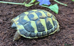 Tortoise reptiles for sale: Baby hermanns tortoises and setups ready now  - Image 3