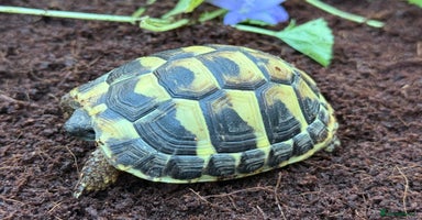 Tortoise reptiles Baby hermanns tortoises ready now. Setups also av - Advert 2