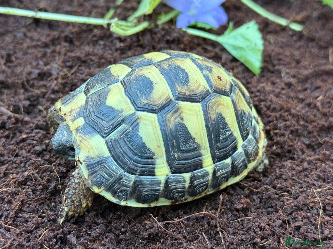 Tortoise reptiles for sale: Baby hermanns tortoises and setups ready now  - Image 3
