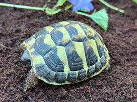 Tortoise reptiles Baby hermanns tortoises ready now. Setups also av - Advert 3
